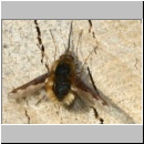 Bombylius major - Wollschweber m13 am Insektenhotel.jpg